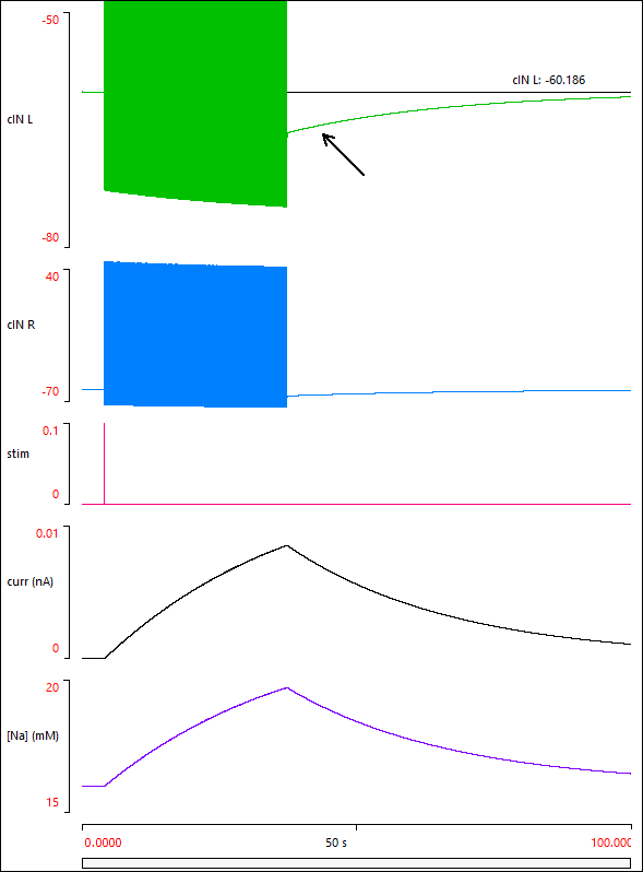 Tadpole ultra-slow after hyperpolarization